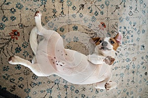 Funny white dog lying on the floor carpet belly up. Playful mood. Game time naughty silly small pet