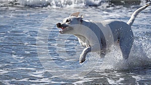 Funny white dog running and splashing in the ocean water at Del Mar dog beach in California