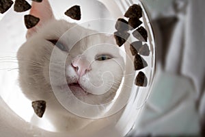 Funny white domestic cat eats dry food from a bowl, an unusual angle from below..