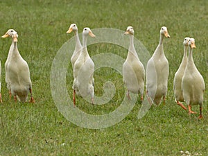 Funny white ducks