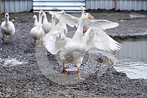 Funny white geese