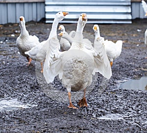 Funny white geese