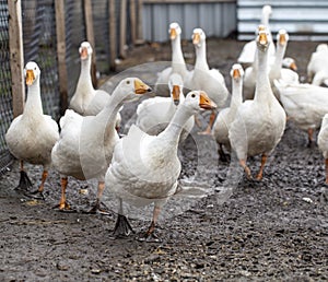 Funny white geese