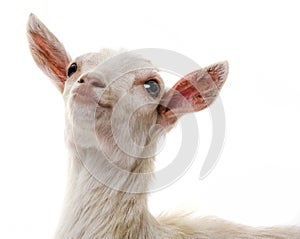 Funny white goat