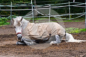 Funny white horse with blanket