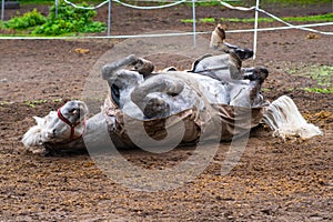 Funny white horse with blanket