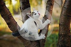 Funny white kitten play on a tree. Portrait of an domestic cat