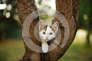 Funny white kitten play on a tree. Portrait of an domestic cat