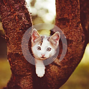 Funny white kitten plays on the tree. Portrait of a domestic cat in the autumn garden