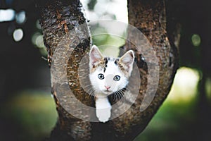 Funny white kitten sits on a tree.