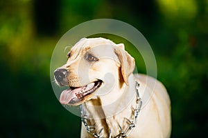Funny White Labrador Retriever Dog Close Up
