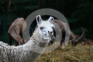 Funny white lama chewing grass on dark background