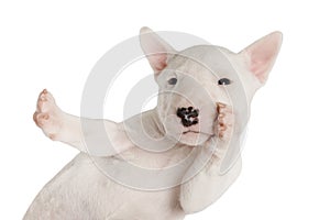 Funny white Miniature Bull Terrier puppy over white