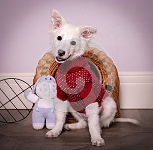 Funny white puppy in a red sweater. Beautiful white smiling dog. A playful puppy with red clothes among toys looks at the camera.