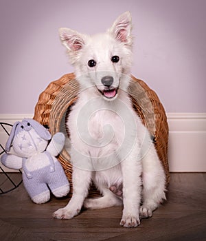 Funny white puppy with toys. Beautiful white smiling dog. A playful puppy among toys looks at the camera.