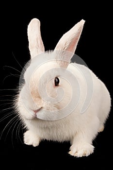 Funny white rabbit