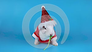 Funny white rabbit wearing Santa costume and eating arugula salad