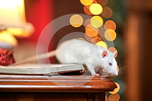 Funny white rat runs on festive garlands, against the background of bright lights