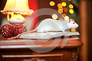 Funny white rat runs on festive garlands, against the background of bright lights