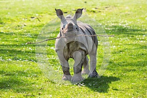 Funny White rhinoceros (Ceratotherium simum) calf playing fetch