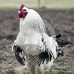 funny white rooster, funny animal photo