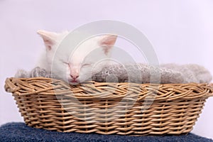 Funny white sleeping baby cat kitten in wicker basket