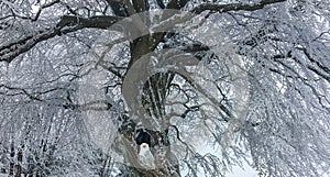 Funny white snowy owl sitting in a tree hole of a big and beautiful tree fully covered in snow christmas winter season