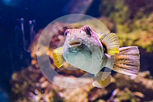 Funny white spotted puffer with its face in closeup, tropical fish from the red sea and the Indo-pacific ocean