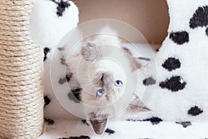 A funny white Thai kitten plays with a fur ball on a rope