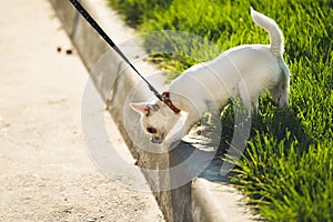 Funny white toy terrier dog on the leash. Portrait of Russians toy terrier.