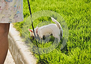 Funny white toy terrier dog on the leash. Portrait of Russians toy terrier.