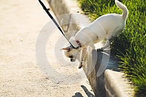 Funny white toy terrier dog on the leash. Portrait of Russians toy terrier.