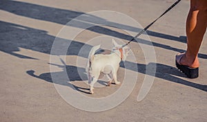 Funny white toy terrier dog on the leash. Portrait of Russians toy terrier.