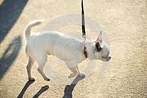 Funny white toy terrier dog on the leash. Portrait of Russians toy terrier.