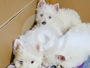 funny white west highland terrier dogs puppy sit in their aviary or box for little dog indoor, dog breeding business