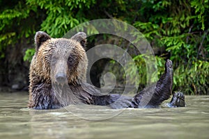 Funny wild adult Brown Bear  Ursus Arctos  in the water