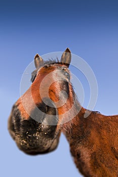 Funny Wild Horse