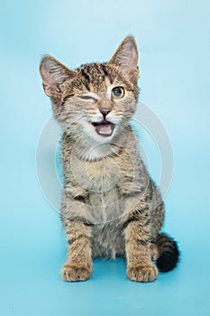 Funny winking kitten