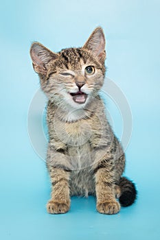 Funny winking kitten photo