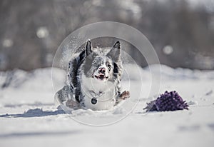 Funny winter dogs frolic in the snow