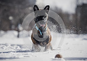 Funny winter dogs frolic in the snow