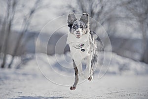 Funny winter dogs frolic in the snow