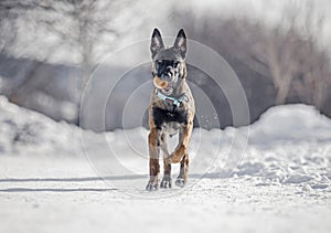 Funny winter dogs frolic in the snow