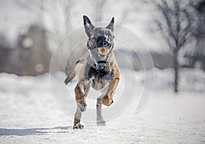 Funny winter dogs frolic in the snow