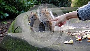 Funny. Woman touches squirrel tail, animal jumps away.