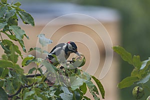 Funny woodpecker and walnut