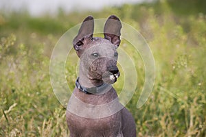 Funny xolo puppy xoloitzcuintle, mexican hairless with a fluff in his mouth