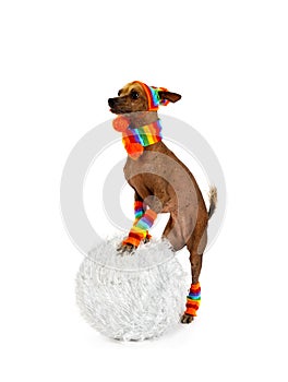 Funny Xoloitzcuintli dog rolls a snowball isolated on white background