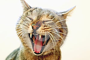 Funny yawning cat