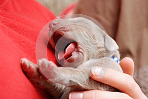 Funny yawning weimaraner puppy